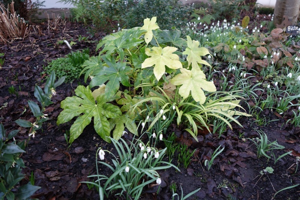 Fatrsia japonica im Vorgarten, umgeben von Schneeglöckchen und blühender  Sarcococca humilis Fleischblume)