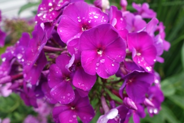 Hoher Sommer-Phlox (Phlox paniculata 'Düsterlohe')