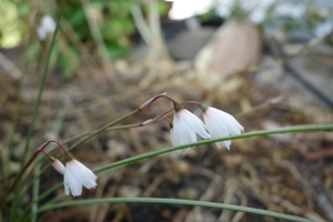 Acis autumnmalis (Herbstknotenblume) 