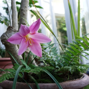 Die Regenlilie (Habranthus robustus) im Topf der Engelsltrompete