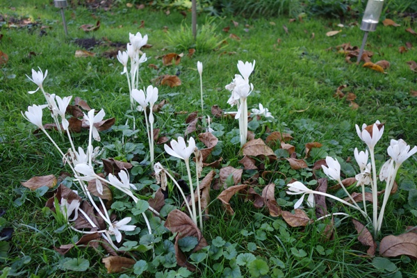 Tuff von weißer Herbstzeitlose (Colchicum autumnale 'Album'), wobei die ersten Blüten schon umfallen