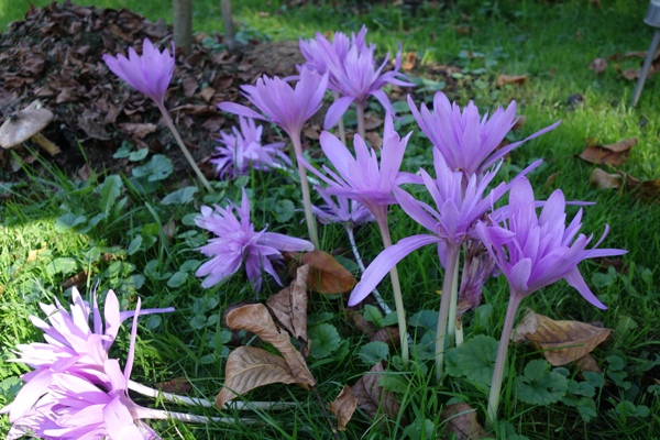 Herbstzetlose 'Waterlily' in einer Rasenecke (weil nicht gemäht werden kann, wuchert darunter der Gundermann) 