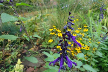 Salvia 'Amistad'