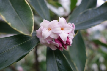 Duftgoldrandseidelbast (Daphne odora 'Aureomarginata')