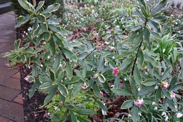 Die Blüte des Duftgoldrandseidelbasts (Daphne odora 'Aureomarginata') überschneidet sich mit der der Schneeglöckchen