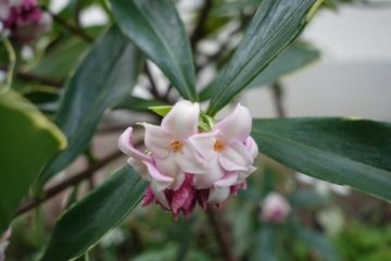 Noch sind Mitte Februar nur einige Blüten geöffnet