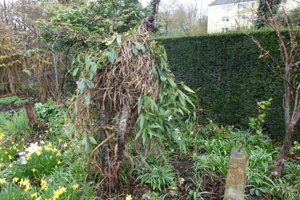 Foto 25.03.2023: Knospen und erste Blüten, der Baumstumpf ist noch nicht wieder bedeckt, man sieht die armdicken Haupttriebe der Clematis