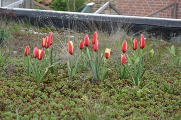 Tulipa clusiana var. chrysantha 'Tubergen's Gem'