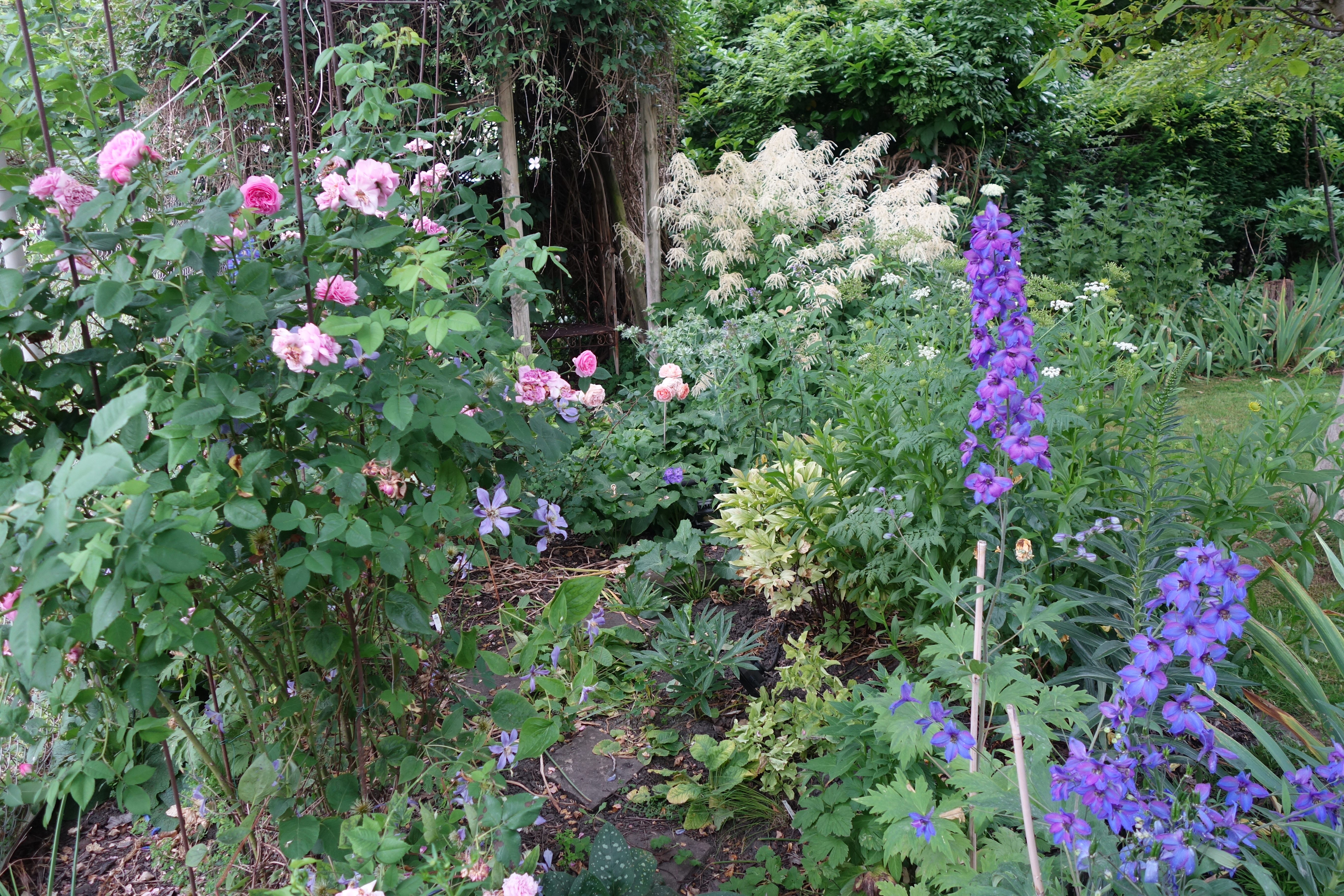 Mit Rosen, Clematis und Geißbart im Hintergrund 