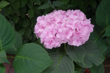 Hydrangea macrophylla 'Otaksa' (Hortensie)