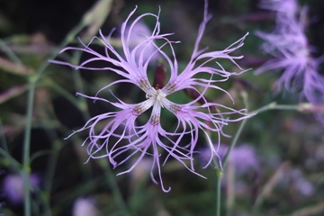 Prachtnelke (Dianthus superbus subsp. superbus)