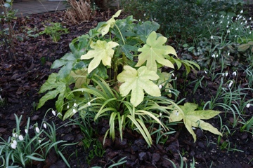 Fatsia japonica (Zimmeraralie) im Februargarten 