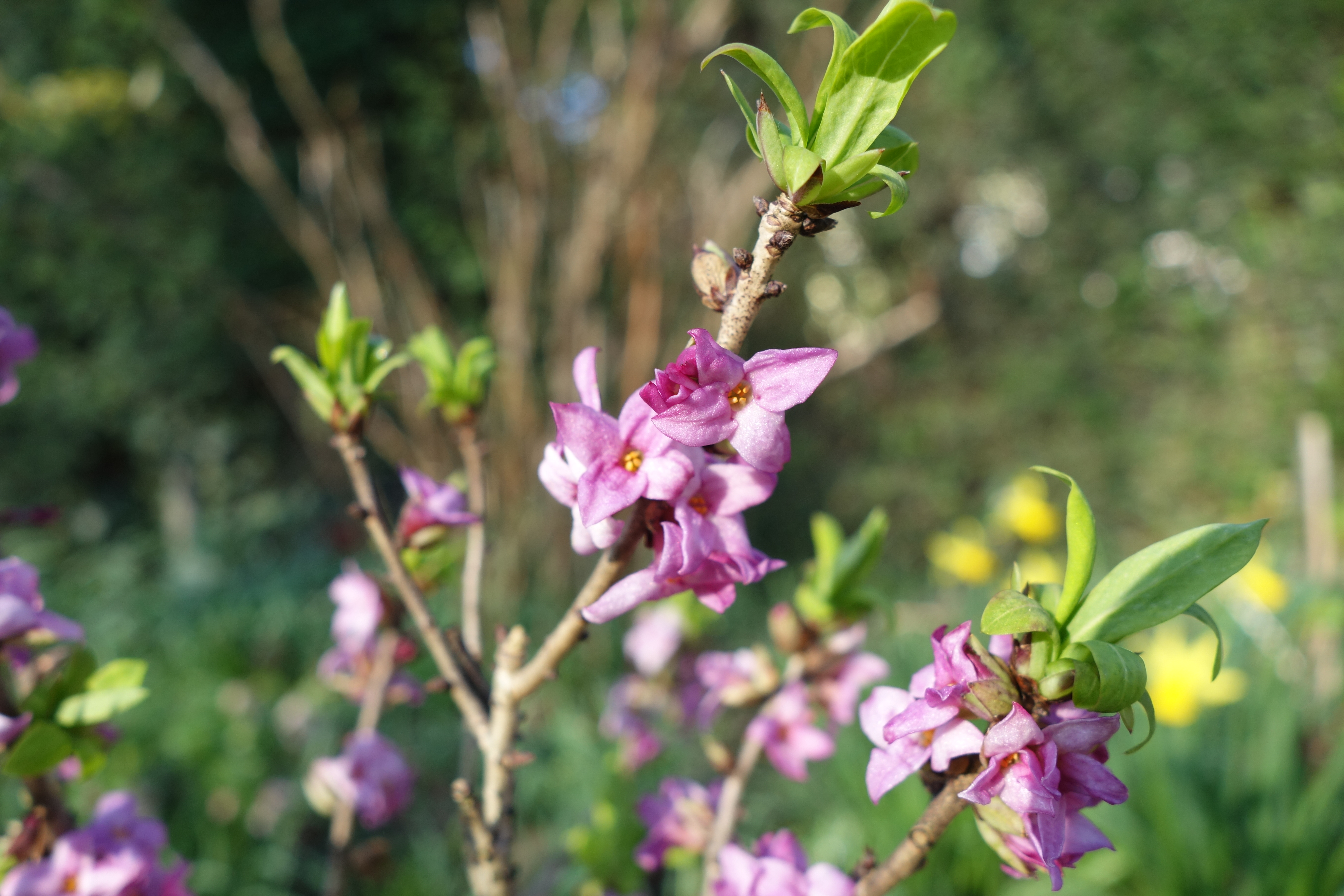 Echter Seidelbast (Daphne mezereum)