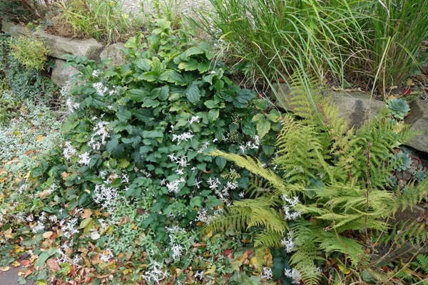 Die Teppichwaldrebe lässt ihre Ranken über die Trockenmauer bis zur Auffahrtpflasterung fließen; der Hauptflor ist bereits vorbei.