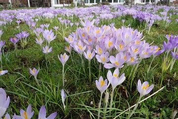 Krokusse im Rasen (Crocus tommasinianus - Elfenkrokus)