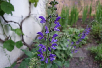 Siebenbürger Salbei (Salvia transsylvanica)