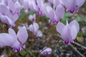 
Efeublättriges Alpenveilchen (Cyclamen hederifolium)