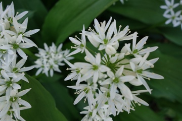 Bärlauch (Allium ursinum)