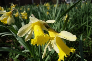 Heimische Osterglocke (Narcissus pseudonarcissus)