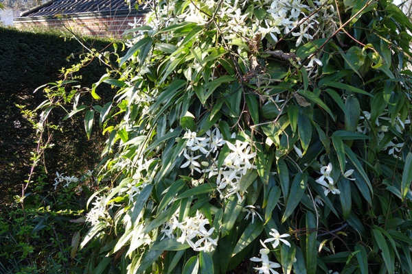 Foto asu guten Tagen, März 2019: Clematis armandii in voller Blüte verdeckt den Bumstumpf völlig