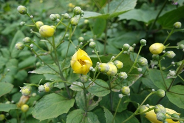 Japanische Wachsblume (Kirengeshoma palmata)