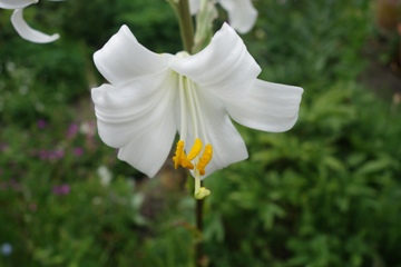 Madonnenlilie (Lilium candidum)