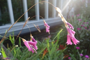 Dierama igneum (Feuriges Trichterschwertel)