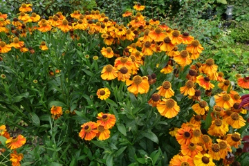 Glühende Farbe der Sonnenbraut
Helenium 'Sahins Early Flower'