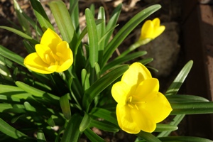 Sterrnbergia lutea (Gold-Herbstbecher) 