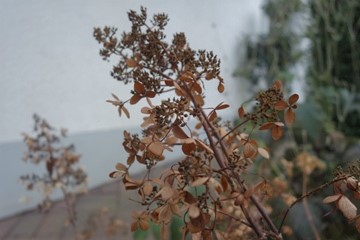 Rispenhortensie (Hydrangea paniculata) in der braunen Winterfarbe