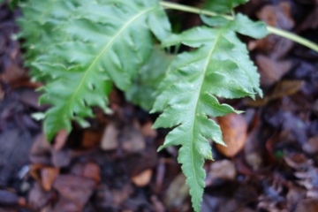 Fiederblatt des Perlen- oder Kettenfarns (Woodwardia unigemmara)