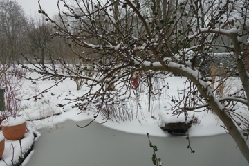 Feigenbaum bei Frost und Schnee mit den im letzten Jahr nicht mehr reif  gewordenen sog. Bocksfeigen aus der 2. Jahrestracht 
