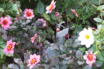 Buntes Dahlienbeet