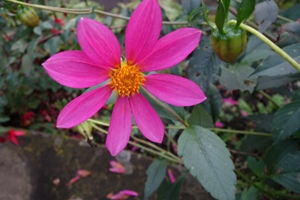 Dahlie Stern in Pink (eigene Züchtung)