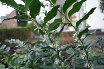 Sarcococca hookeriana (Fleischbeere)