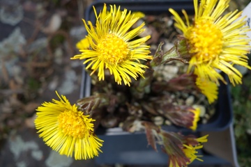 Huflattich (Tussilago farfara)