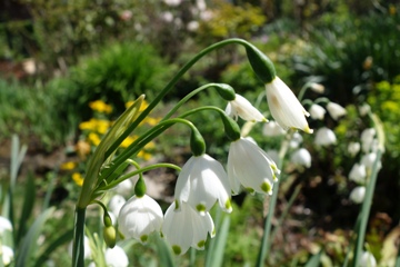 Sommer-Knotenblume (Leucojum aestivum)