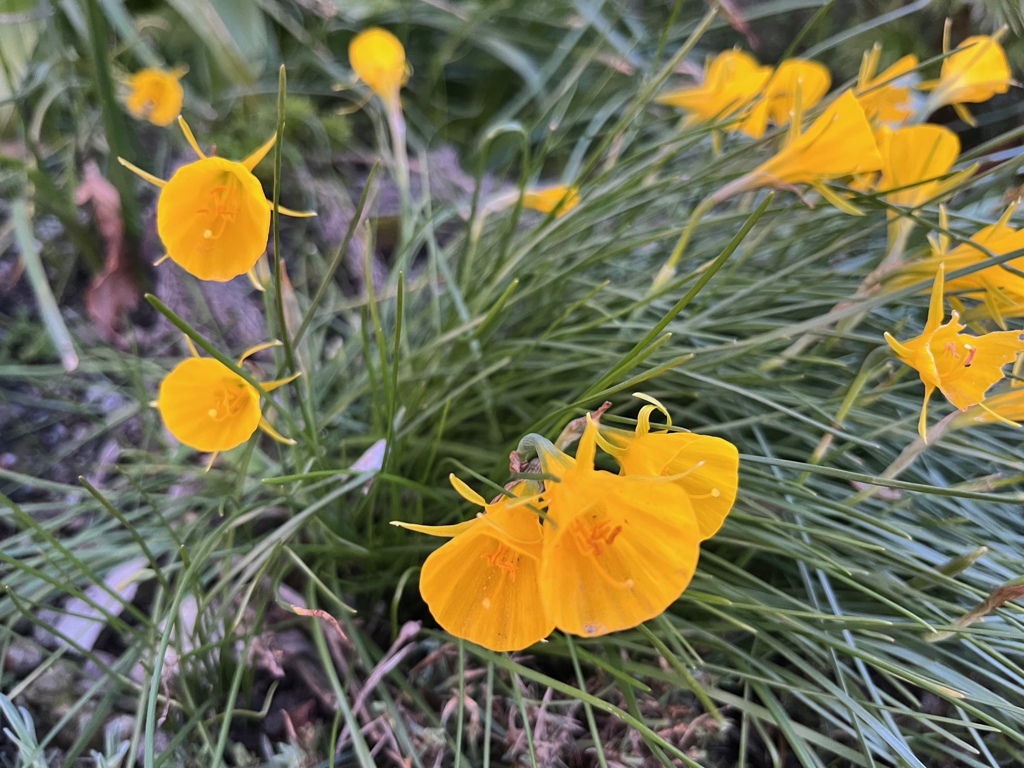 Reifrocknarzisse (Narcissus bulbocodium)