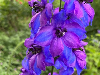 Ritteersporn (Delphinium elatum Hybride)