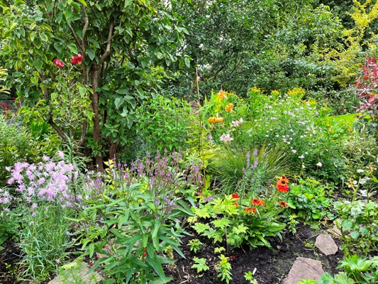 Im Beet (links) mit Lilien, Lanzenverbene und Sonnenhut