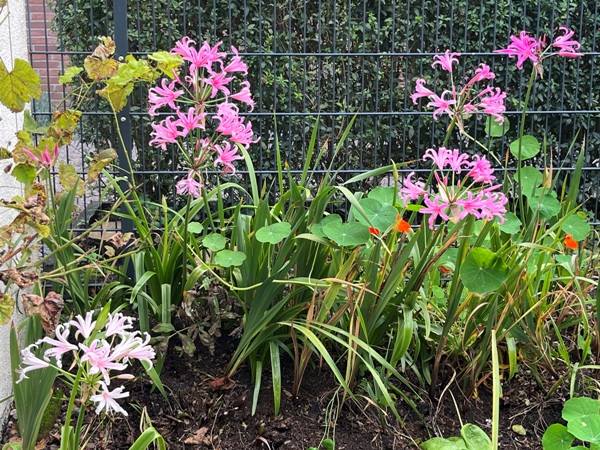 Amarine 'Emanuelle', links, und Amarinen 'Belladiva', oben, mitten im Gladiolenlaub, mit sich in jedem Jahr selbst aussäender Kapuzinerkresse.