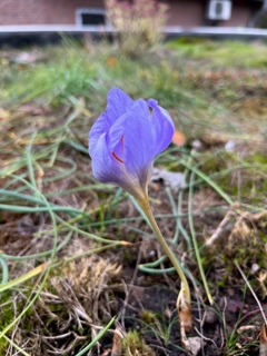 Ein letzter  der im August gepflanzten Herbstkrokusse blüht noch: Crocus speciosus subsp. speciosus