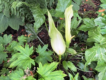 Ganz unten bei der Blüte des Geaderten Aronstabs liegt die Kesselfalle; im Vordergrund sommergrüne Mukdenia rossii (Ahornblatt) Ganz unten bei der Blüte des Geaderten Aronstabs liegt die Kesselfalle; im Vordergrund sommergrüne Mukdenia rossii (Ahornblatt)