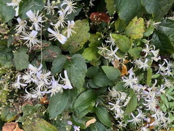 Anfang Oktober lässt dei Blüte nach Anfang Oktober lässt dei Blüte nach