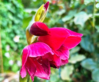 Gladiolus papilio (Schmetterlingsgladiole) 'Ruby' Gladiolus papilio (Schmetterlingsgladiole) 'Ruby'