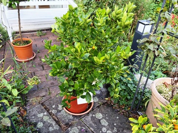 Das andere Calamondin hat sich pr&auml;chtig mit gr&uuml;nen Bl&auml;ttern entwickelt; die Fr&uuml;chte sind allerdings zumeist noch gr&uuml;n und klein.