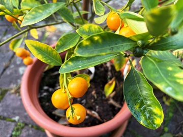 Das eine Calamondinst&auml;mmlchen zeigt im September ordentlichen Fruchtbehang; die gelben Bl&auml;tter weisen auf Kuturfehler hin. 