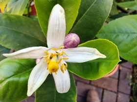 Eine voll ausgebldete Bl&uuml;te der Zitrone mit Stempel, innen wei&szlig;, au&szlig;en helllila; es gibt auch Bl&uuml;ten nur mit Pollen ohne Stempel. 