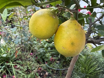 Meyers Zitrone (Citrus limon 'Meyeri') Meyers Zitrone (Citrus limon 'Meyeri')