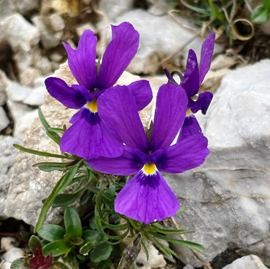 Eines der vielen Veilchen des Alpenraums: Dubys Veilchen (Viola dubyana); Foto: Florian Kirchhof